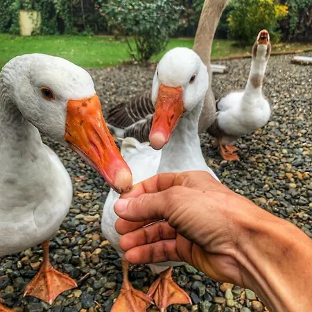 Ca' Degli Ovi Couette-café Valenza